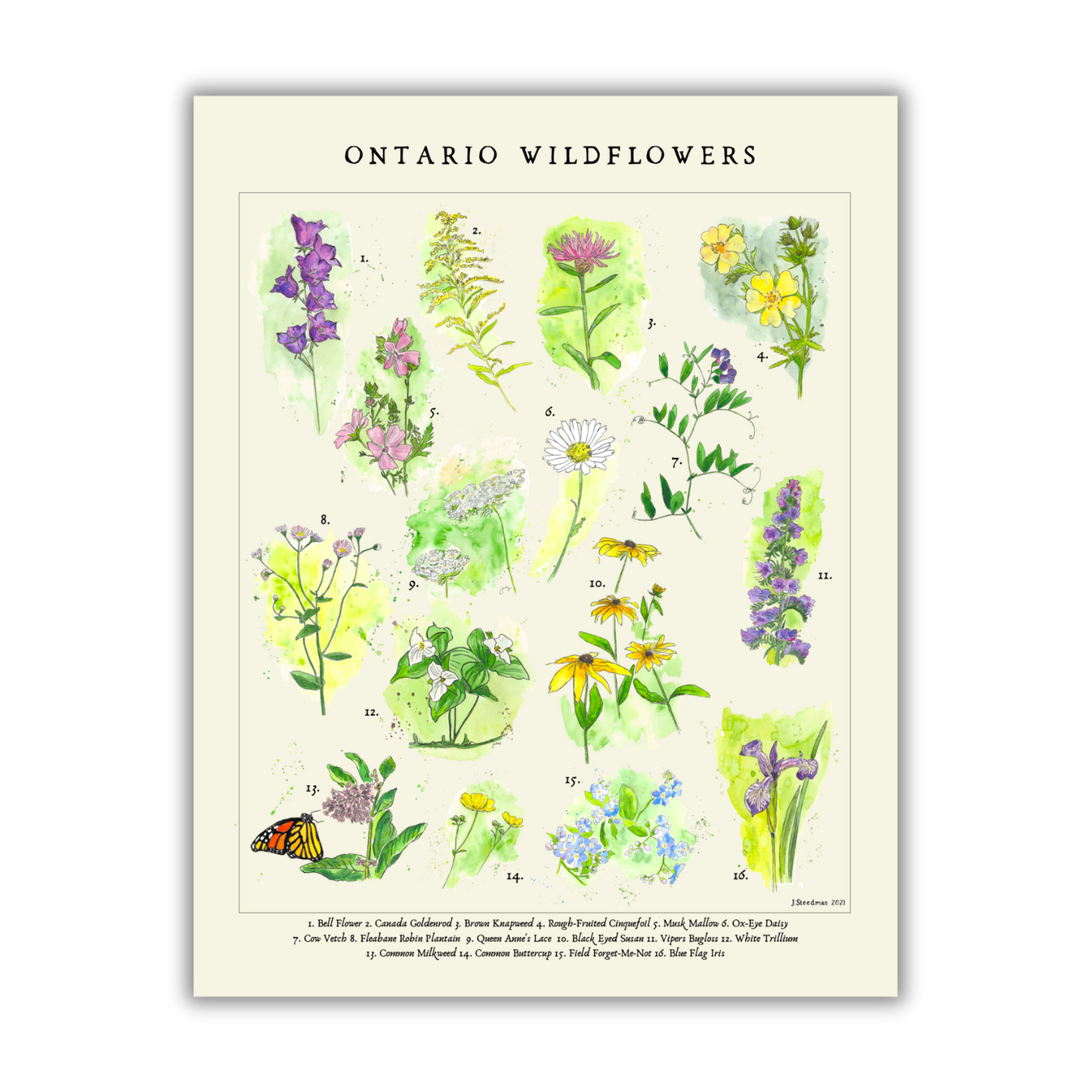 Vintage Style Ontario Wildflower Art Print