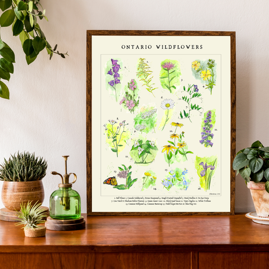 Vintage Style Ontario Wildflower Art Print