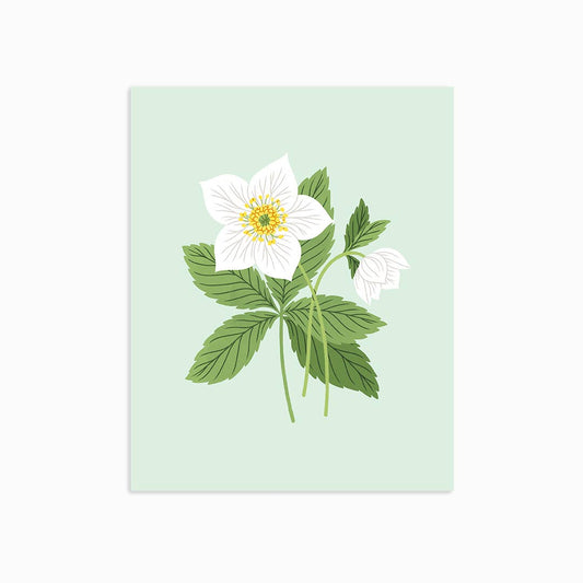 Hellebores | Art Print