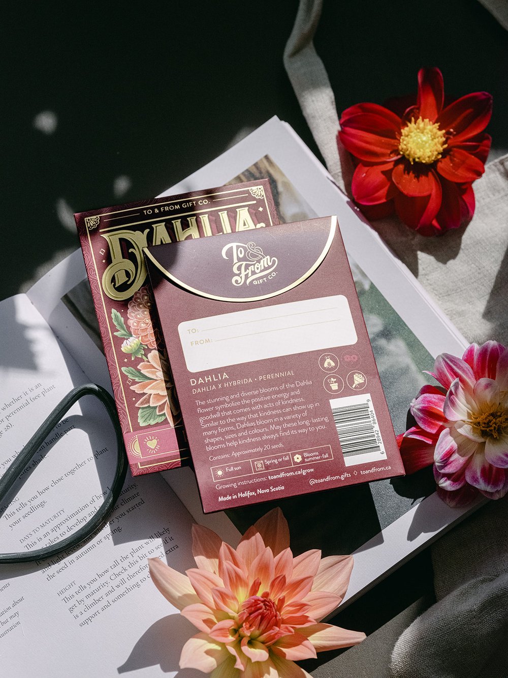 Dahlia (Kindness) - Seed Packet