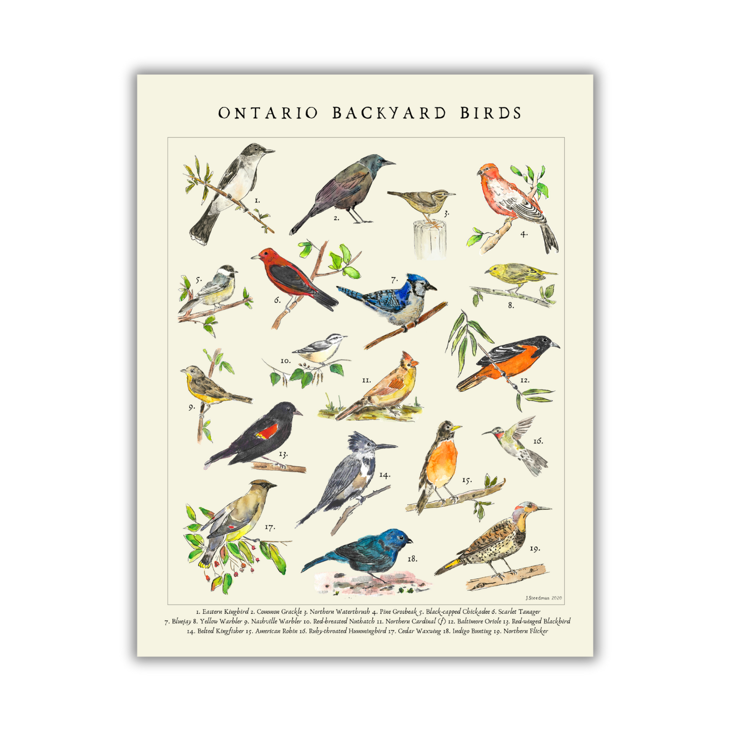 Vintage Style Ontario Backyard Birds Art Print