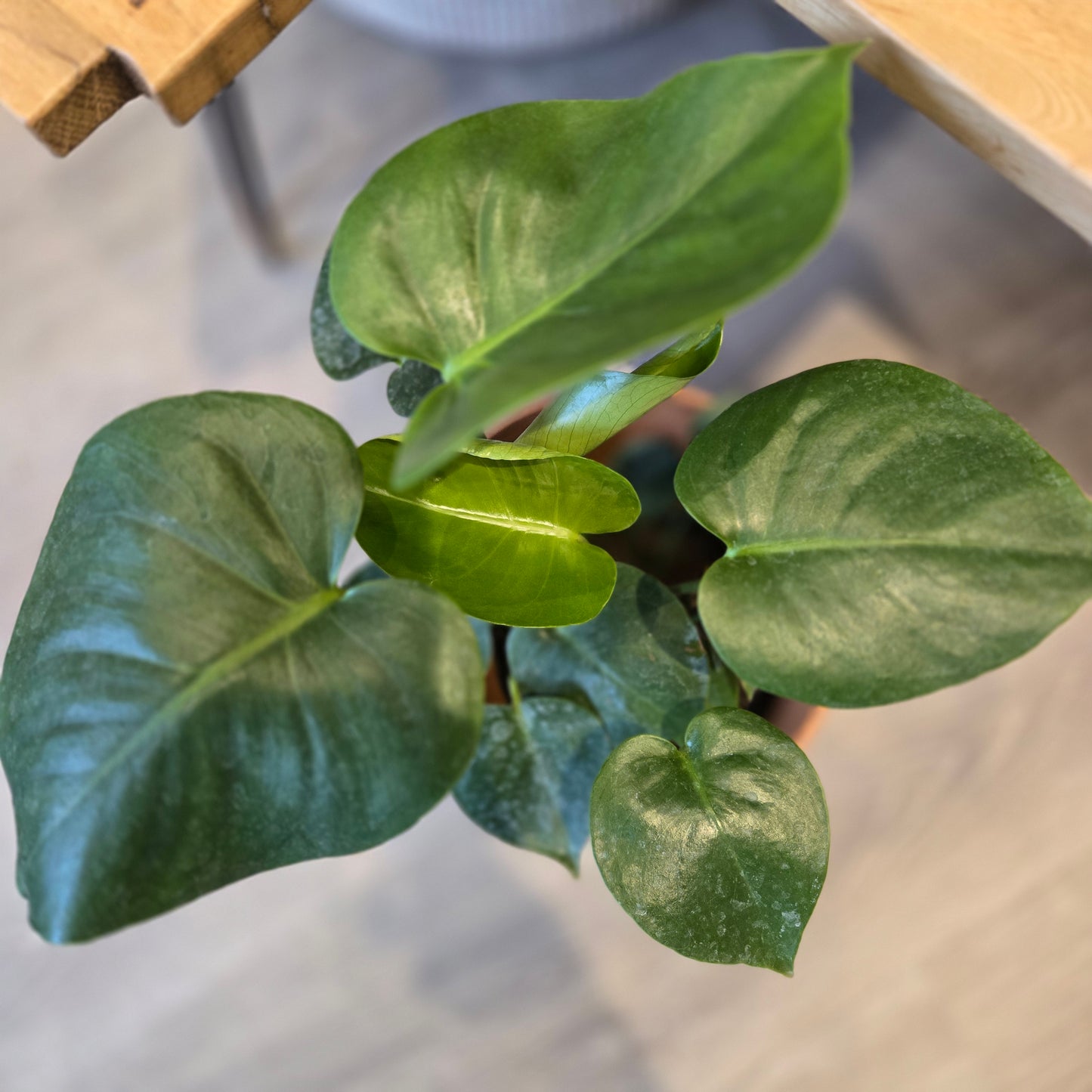 Monstera