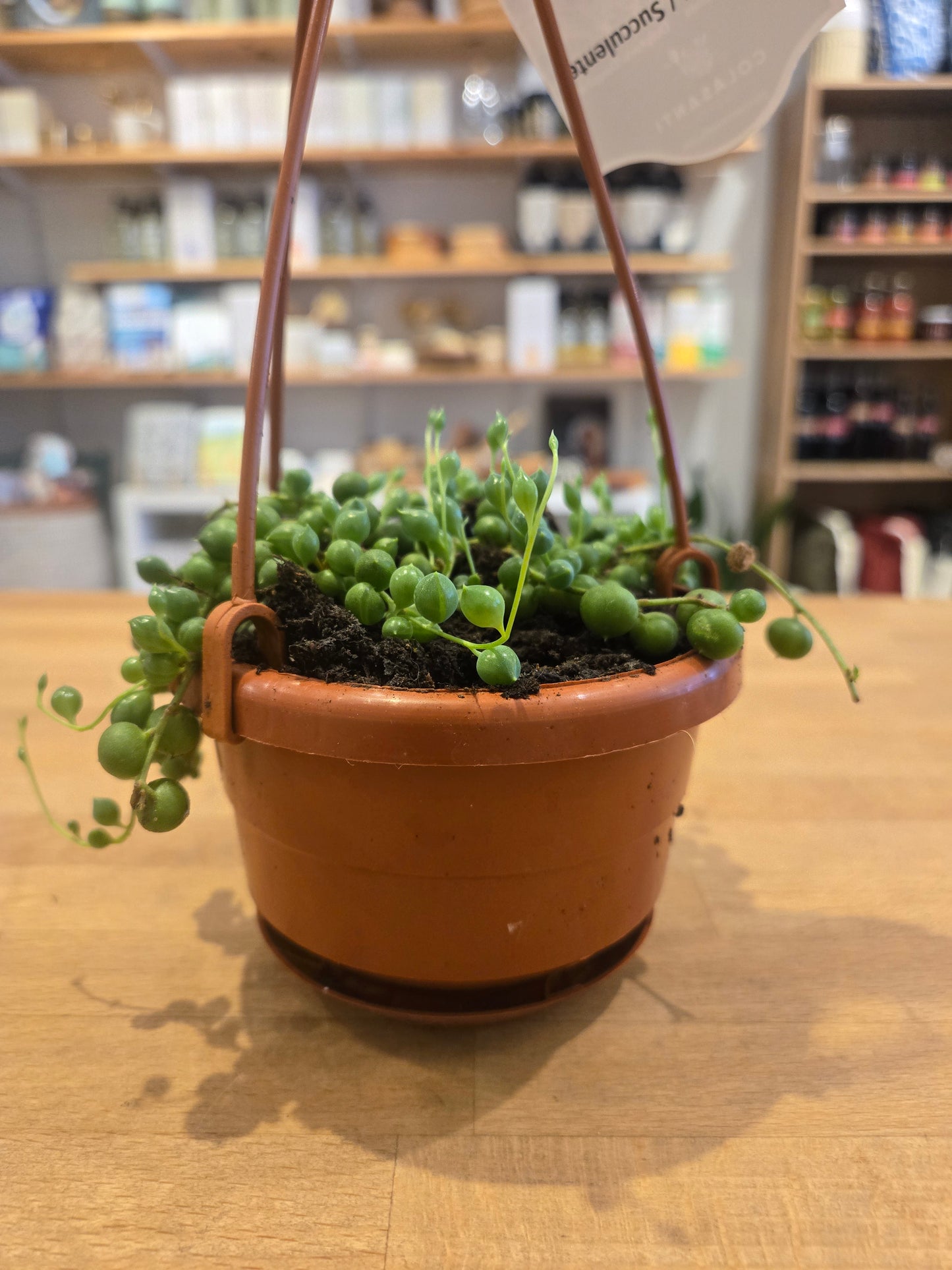 Succulent