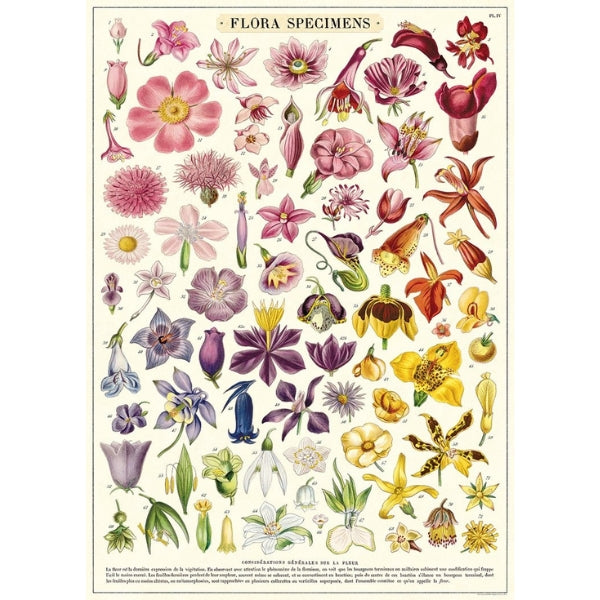 Flora Specimens Puzzle