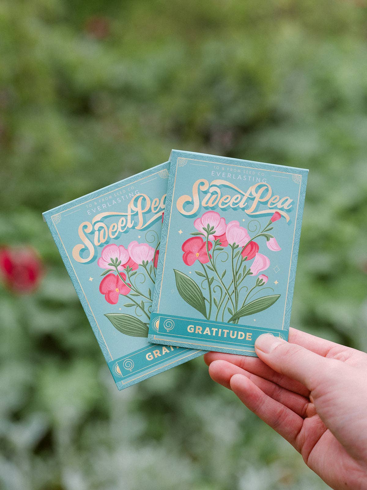 Everlasting Sweet Pea (Gratitude) - Floriography Seed Packet