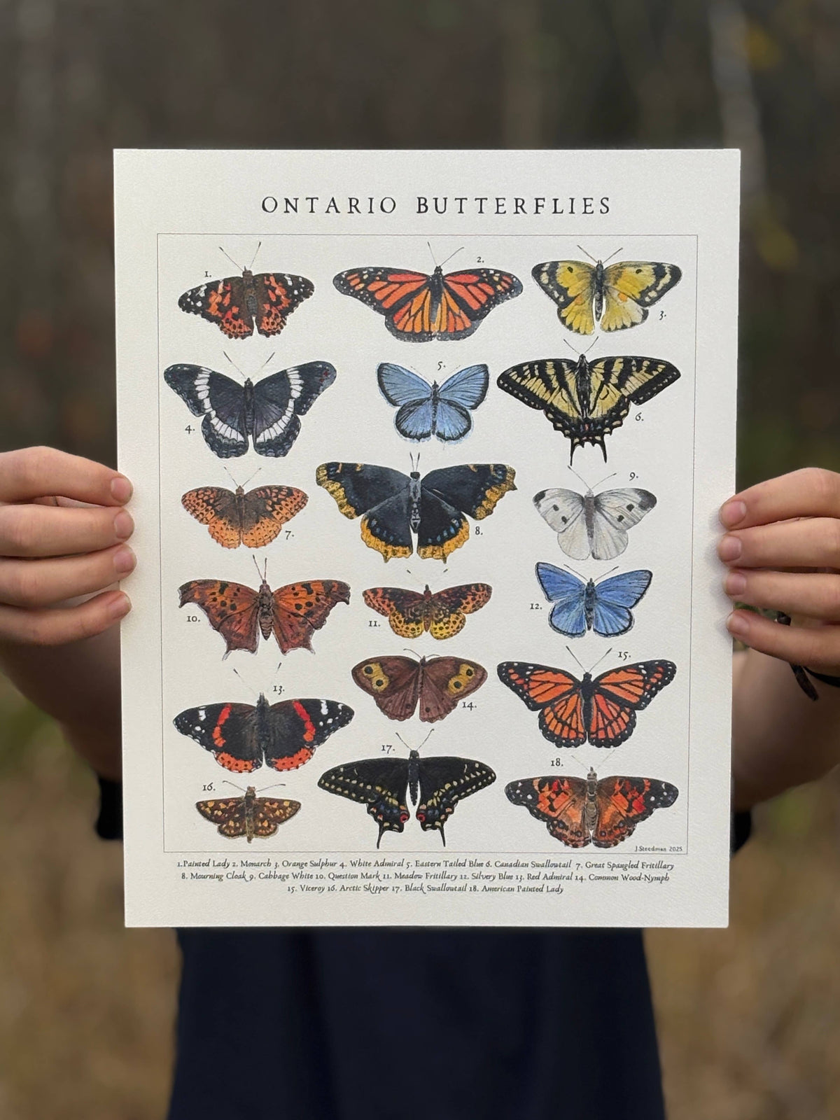 Vintage Style Ontario Butterlies Art Print