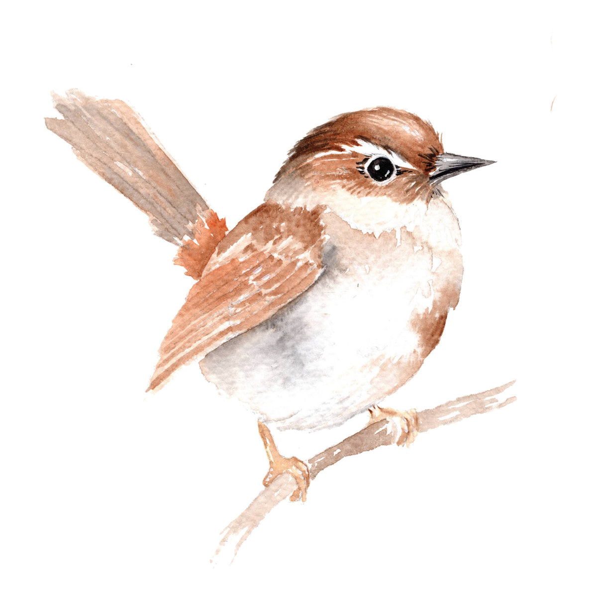 Beautiful Birds Watercolor Workbook by Willow Wolfe