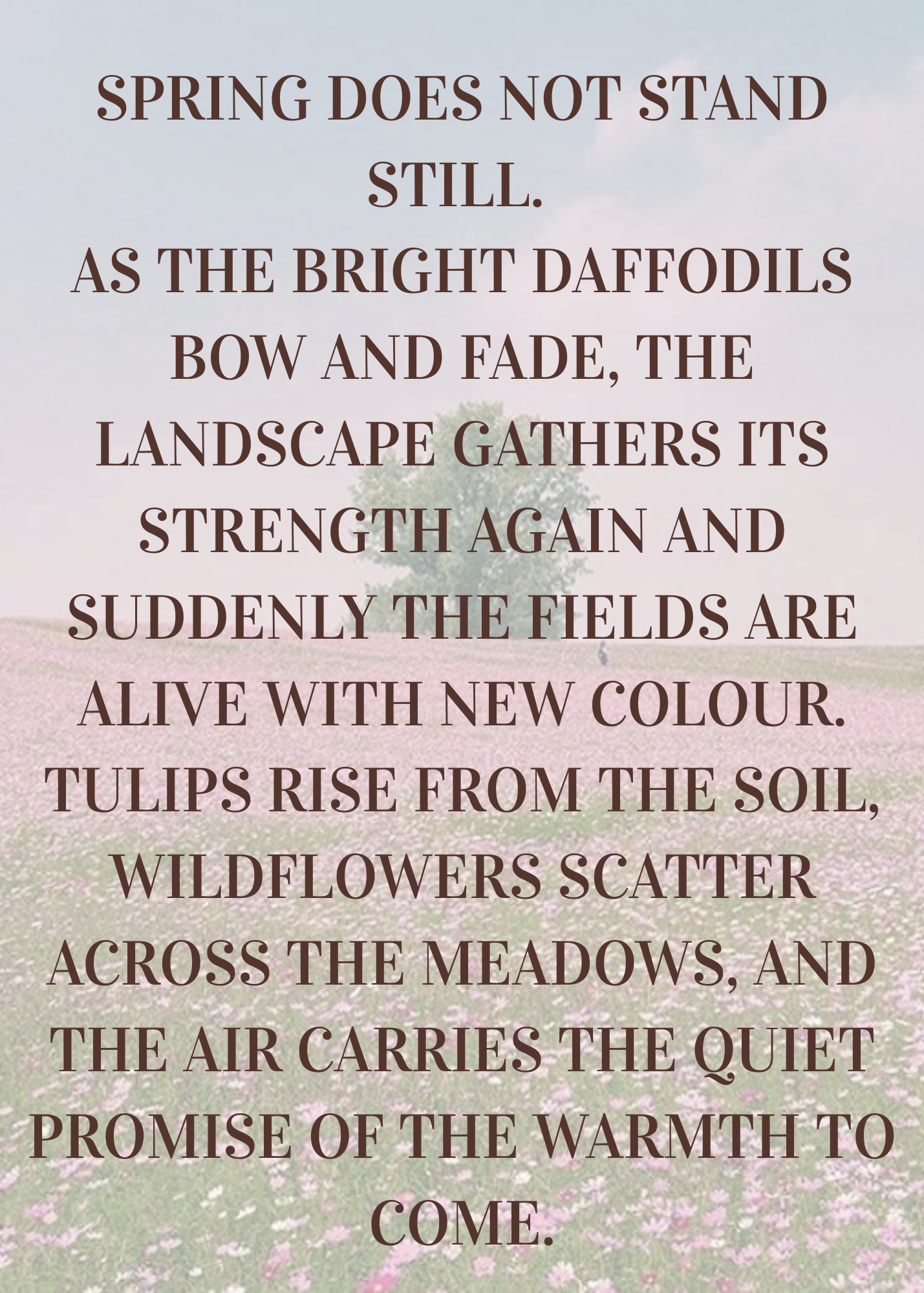 Derringer Soap Bar (Lavender & Geranium) - Spring Daffodils