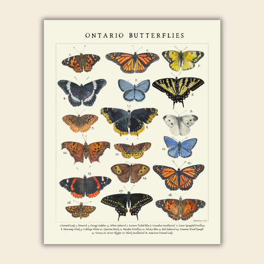 Vintage Style Ontario Butterlies Art Print