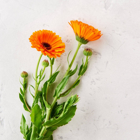 Natural Sun Care Creme