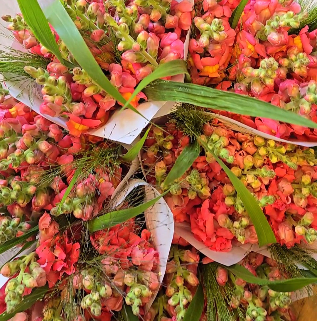 Snapdragon Bunches
